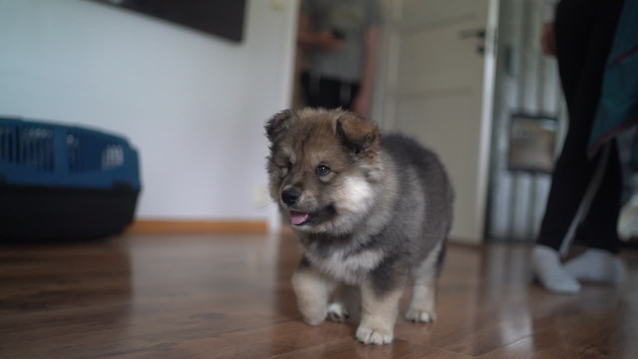 산책 후 리드에서 벗어나는 핀란드어 lapphund 강아지의 클로즈업 샷