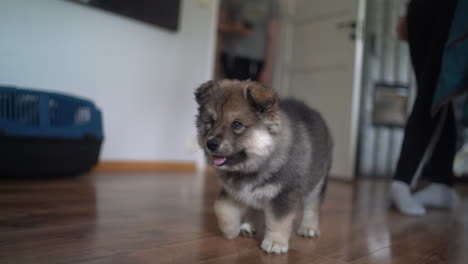 close-up shot of a finnish lapphund puppy being taken off the lead after a walk