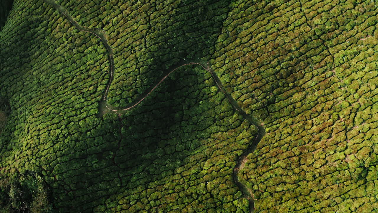 vista aérea de una plantación de té