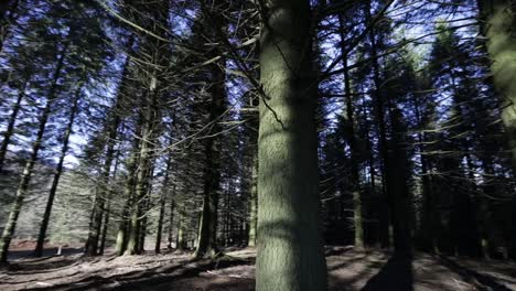 Walking-through-the-forest-at-dawn