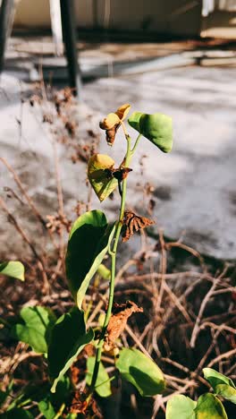 close-up of a plant with some dried leaves