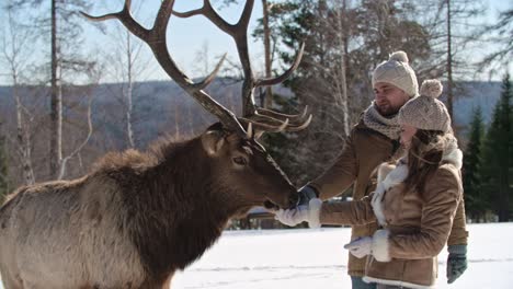 couple feeding adorable deer