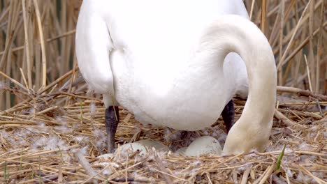 swan mother wire her eggs in the hatchery