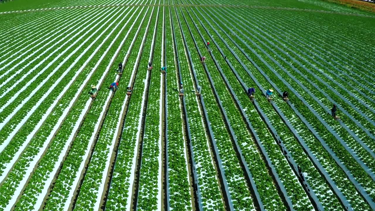 캘리포니아 4의 딸기 밭에서 일하는 이주 이민 농장 노동자에 대한 공중 촬영