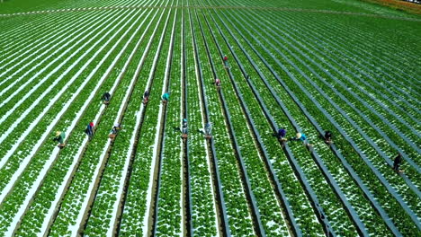 Aerial-shot-over-migrant-immigrant-farm-workers-working-in-the-strawberry-fields-of-California-4