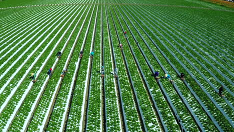 toma aérea sobre trabajadores agrícolas inmigrantes inmigrantes que trabajan en los campos de fresas de california 4