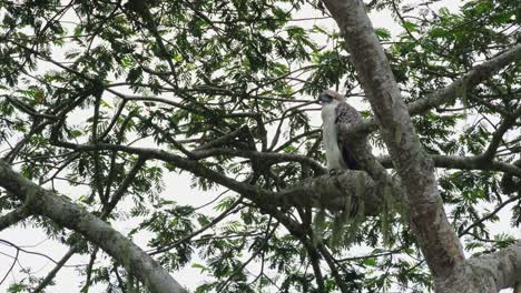 Stretching-its-neck-out-as-it-tries-to-look-towards-the-left,-Philippine-Eagle-Pithecophaga-jefferyi,-Philippines