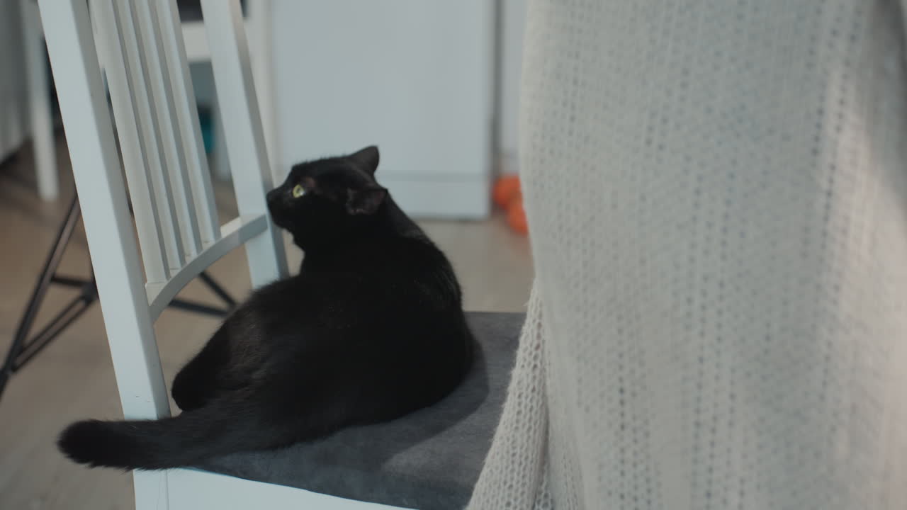 Black Cat Scrutinizes Camera And Photography Tools, Feline Gazes Intently At Gear Used For Taking Pictures, Black Cat Closely Examines And Inspects Equipment Utilized For Capturing Photographs
