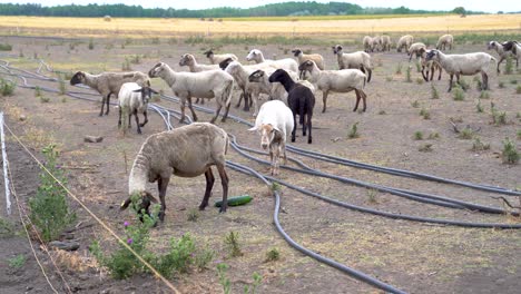 sheep grazing on fresh zucchini