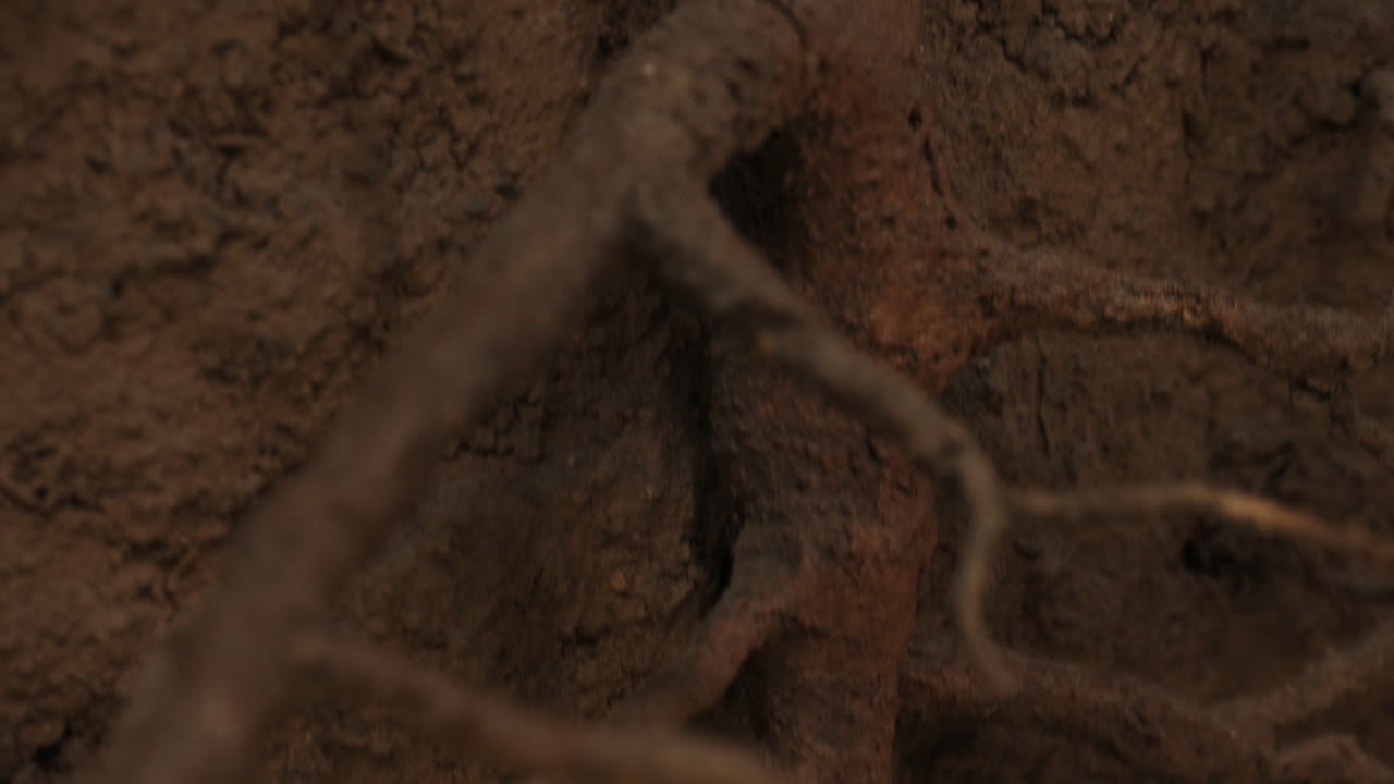 inclinación que muestra la raíz central principal de la planta en el subterráneo