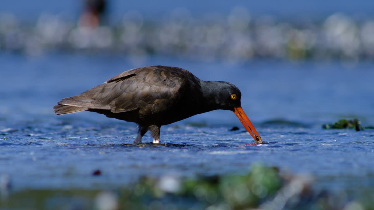 An oystercatcher feeds on a mollusk in an intertidal estuary area at low tide in slow motion.