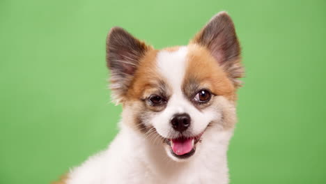 lindo chihuahua filmado con fondo verde - clave cromática en el estudio