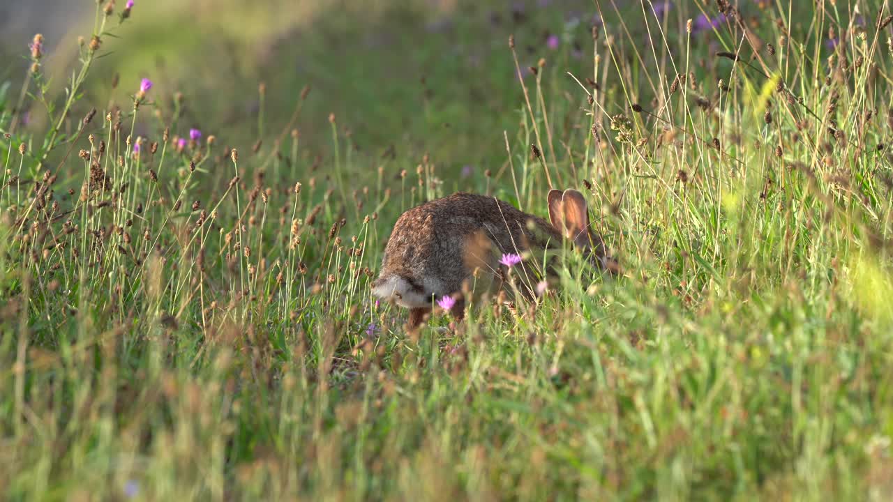 un conejo salvaje pastando en un campo de hierba a la luz de la mañana