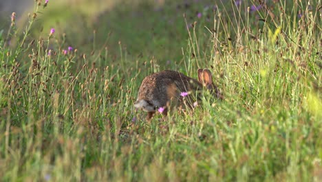 un conejo salvaje pastando en un campo de hierba a la luz de la mañana