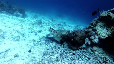 resting sea turtle in the philippines