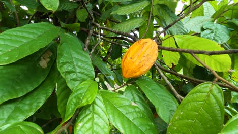 closeup of ripe cocoa fruit on cocoa tree