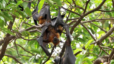 Zorro-Volador-De-Lyle-En-Un-árbol,-Fondos-De-Animales