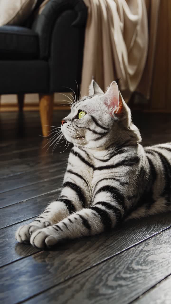 Una captura de video serena de un gato atigrado descansando sobre un suelo de madera iluminado por el sol.