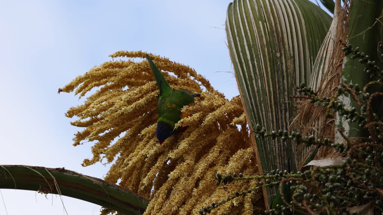 el loro verde se alimenta entre las flores amarillas de la palma.