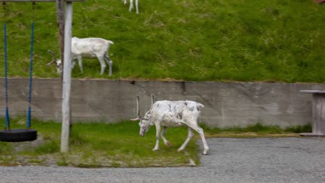 Reindeer-in-the-North-of-Norway,-Nordkapp