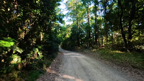 camino de tierra a través de un paisaje de bosque verde y exuberante