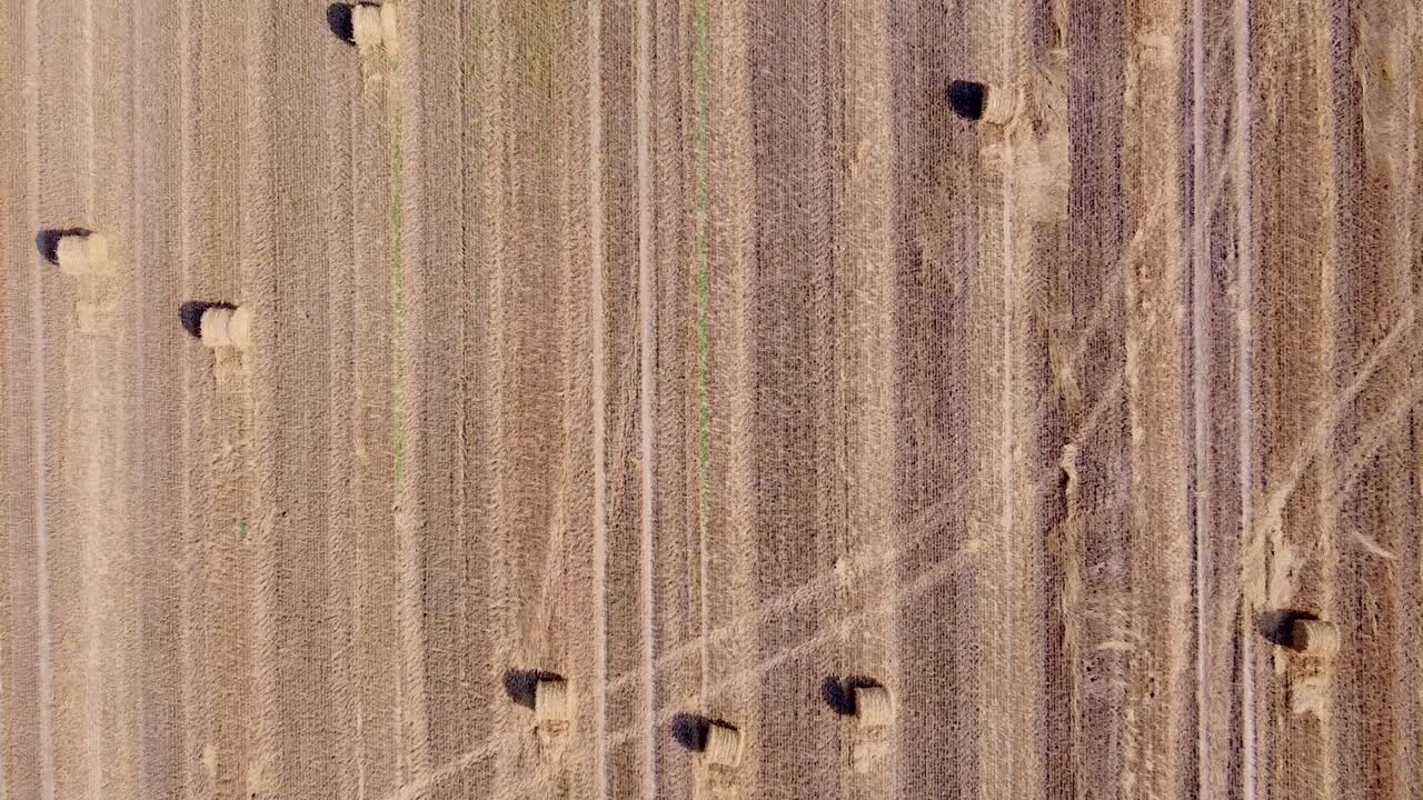 어리 들 을 가지고 수확 된  을 지나가는 공중 촬영. 드론 뷰.