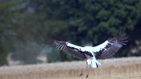 Slow-motion-tracking-shot-of-landing-wild-white-stork-on-farm-field-during-sunny-day---Hunting-prey-in-countryside