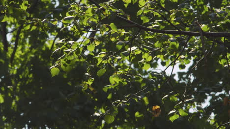 cerca de las hojas verdes en el árbol
