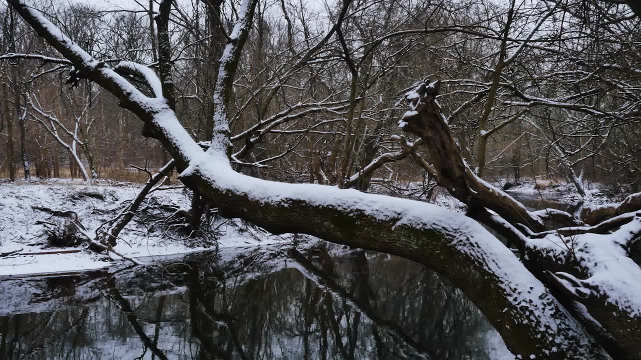 Panning shot of of tree and creek in nature with snow