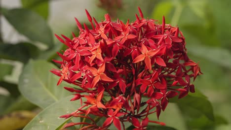 macro de flor roja, foto hecha en tailandia