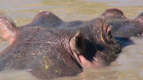 a hippo surfaces from a brown river in africa