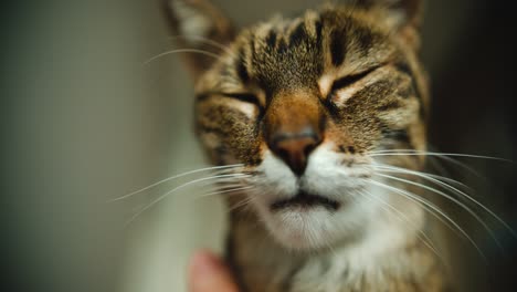 striped house cat is being tickled by owner while cat has eyes closed