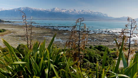 plantas secas frente al océano azul y montañas nevadas durante el día soleado en verano