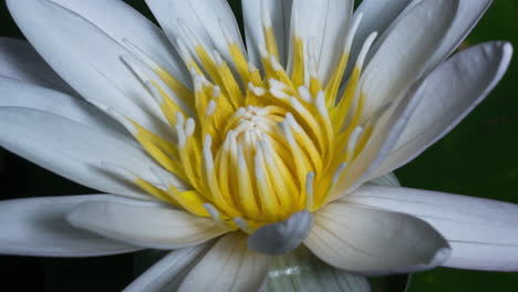 lily blooming