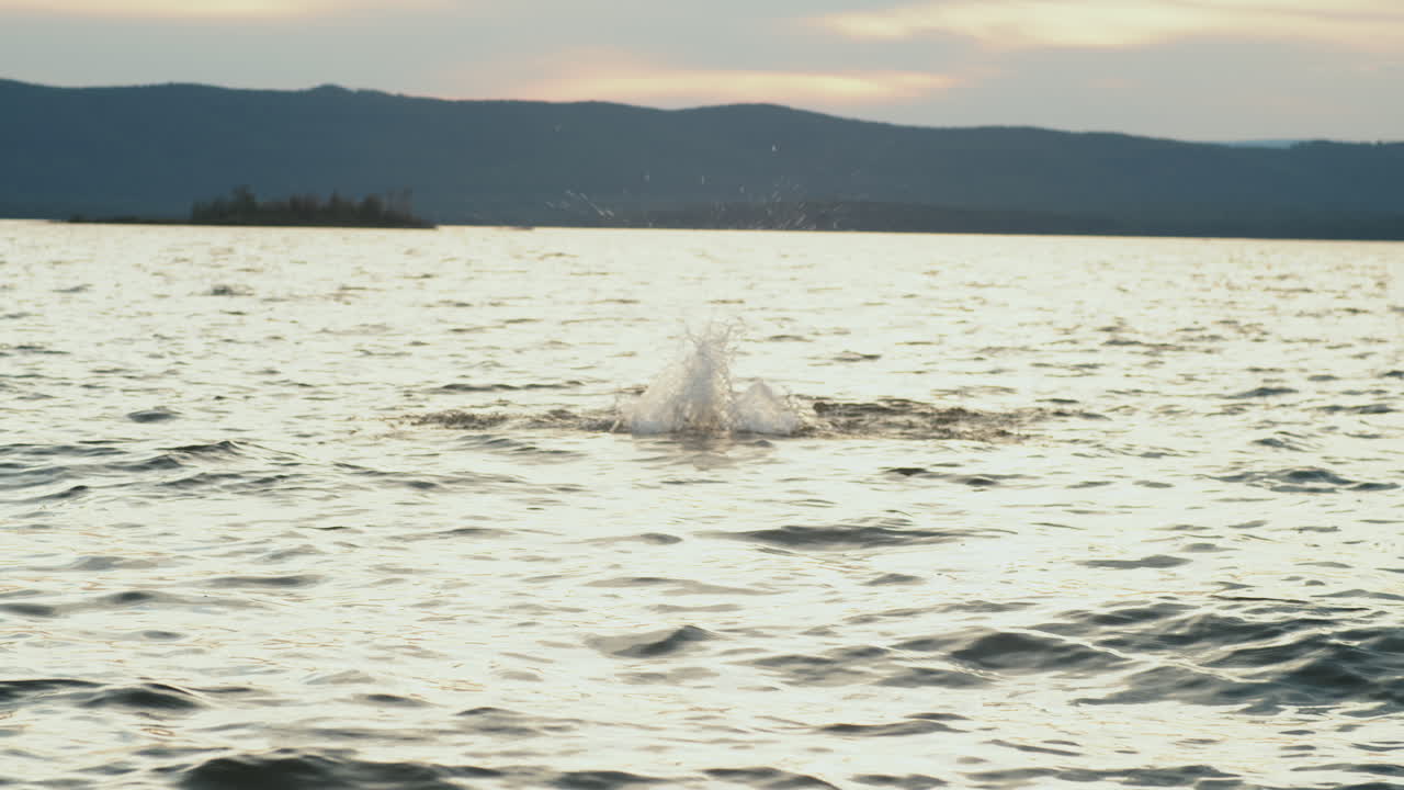 여자 트라이애슬레트 선수 가 호수 에서 나비 스트로크 로 수영 하고 있다