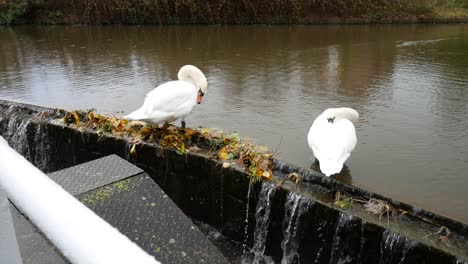 Swans-sitting-on-rainy-flowing-British-canal-scenic-waterway-overflow-dolly-left