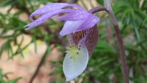 Beautiful,-wild,-and-rare-Calypso-orchid-wildflower-blooming-in-the-foothills-region-of-Alberta-during-springtime