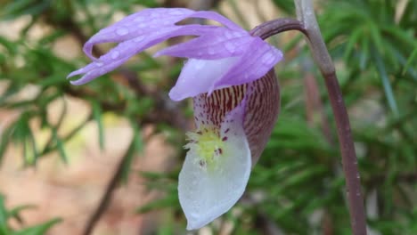hermosa, silvestre y rara orquídea calipso flor silvestre que florece en la región de las estribaciones de alberta durante la primavera