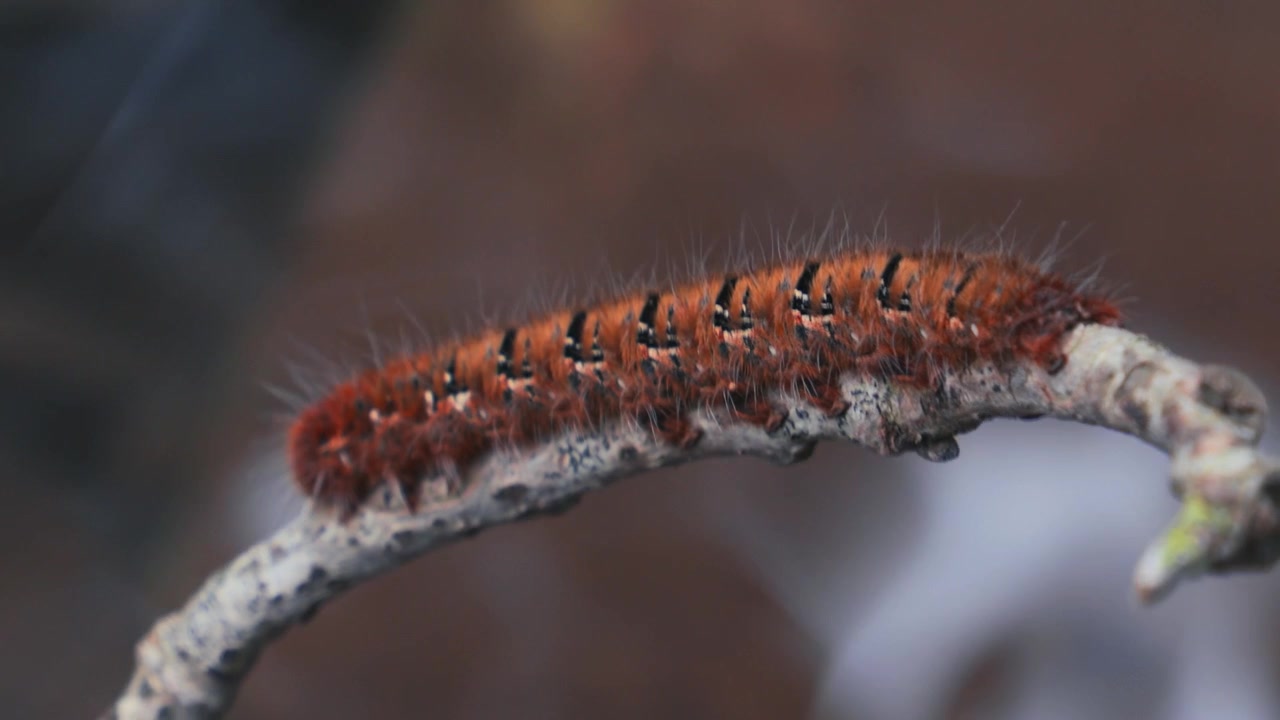 Close-up extremo de lagarta da mariposa-do-carvalho em um galho sob luz esfumaçada, 4K.