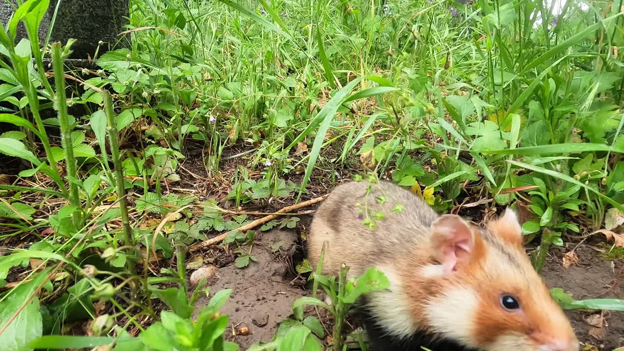 Un criceto emerge dalla tana, si avvicina all'obiettivo per annusare, poi si tira indietro e si siede al centro. Vista da terra a bassa angolazione tra erba e erbacce, comportamento curioso di un piccolo roditore selvatico