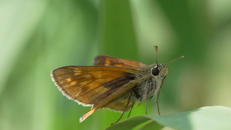 macro view of wild moth butterfly resting on leaf in blooming nature