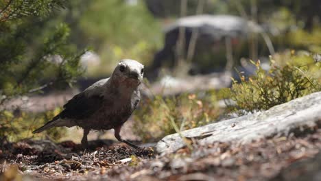 Stunning-close-up-slow-motion-macro-shot-of-a-small-bird-standing-on-a-small-dirt-path-and-trying-to-find-some-seeds-or-bugs-to-eat-on-a-warm-sunny-summer-day-in-the-Utah-Uinta-National-Forest