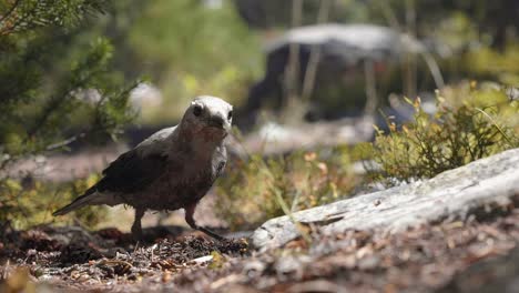 impresionante primer plano macro en cámara lenta de un pequeño pájaro parado en un pequeño camino de tierra y tratando de encontrar algunas semillas o insectos para comer en un cálido día soleado de verano en el bosque nacional utah uinta
