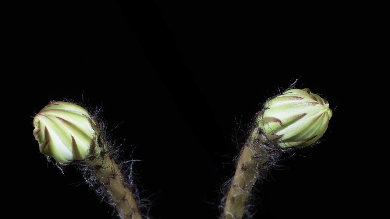 Time-lapse: Makroopptak av et par Echinopsis-kaktuser som vokser og blomstrer