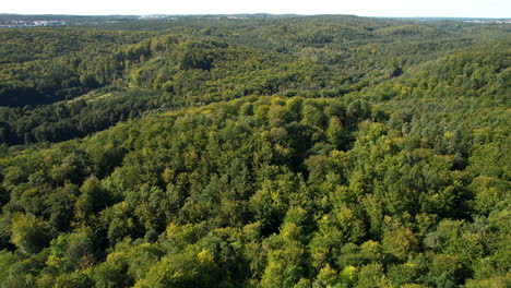 verdant polish forest from above