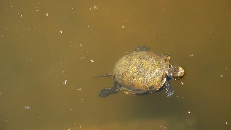 butrint, albania, tortuga de barro nadando en un día soleado en un estanque