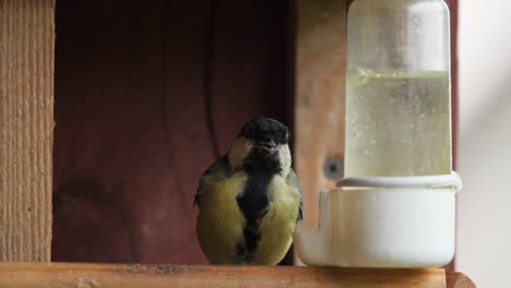 great tit drink water in feeder, slow motion