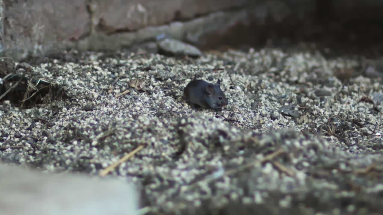 귀여운 회색 가 먹이를 먹고 있다