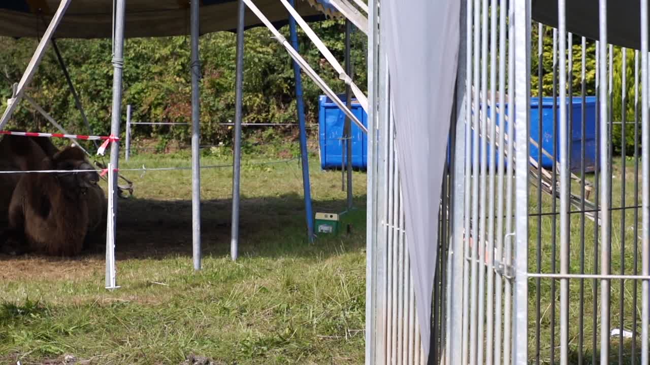 Camels rest peacefully in the shade behind a metal fence in Germany, blending exotic wildlife with urban settings. Ideal for projects focused on animals, conservation, and cultural integration.