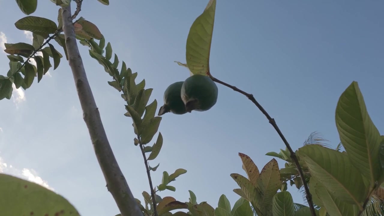 Kaksi vihreää guavaa roikkumassa puun oksalla sinistä taivasta vasten